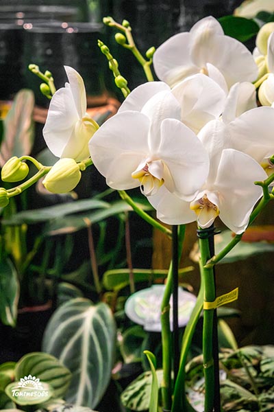 Phalaenopsis blanches 002